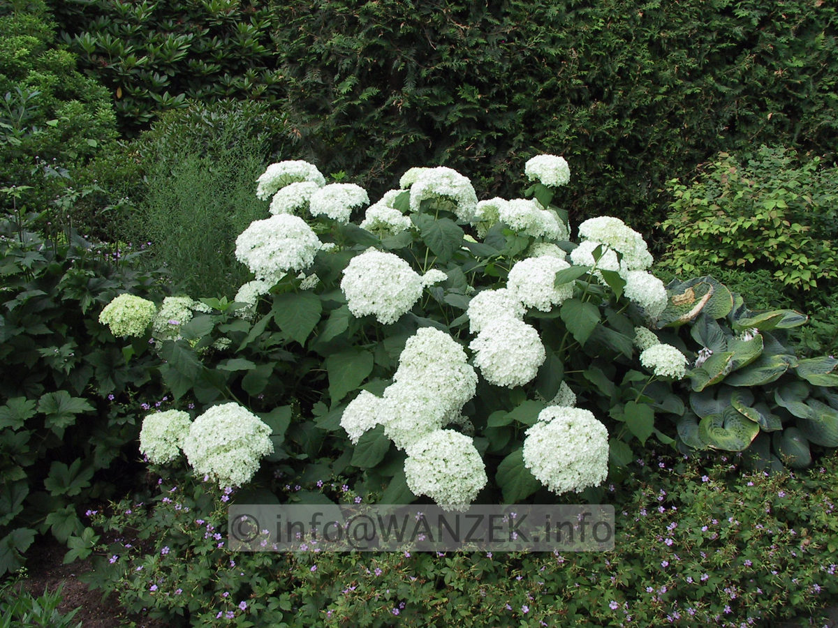 Hydrangea arborescens Annabelle 01.JPG
